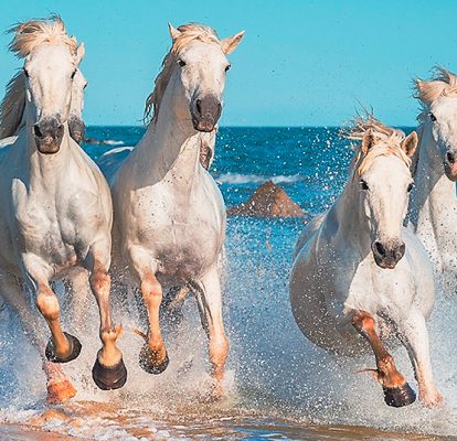 Camargue en moto